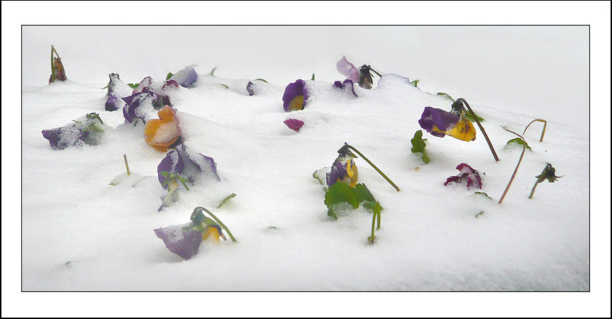 Image of Viola wittrockiana specimen.