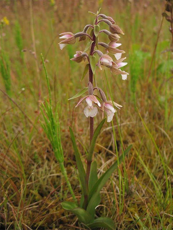 Дремлик болотный. Дремлик болотный (Epipactis palustris). Заповедник Брянский Дремлик болотный. Дремлик Ржавый.