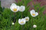 Anemone sylvestris. Цветки. Московская обл., Раменский р-н, окр. дер. Хрипань, дачный участок. 30.05.2008.