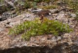 Rhodiola rosea