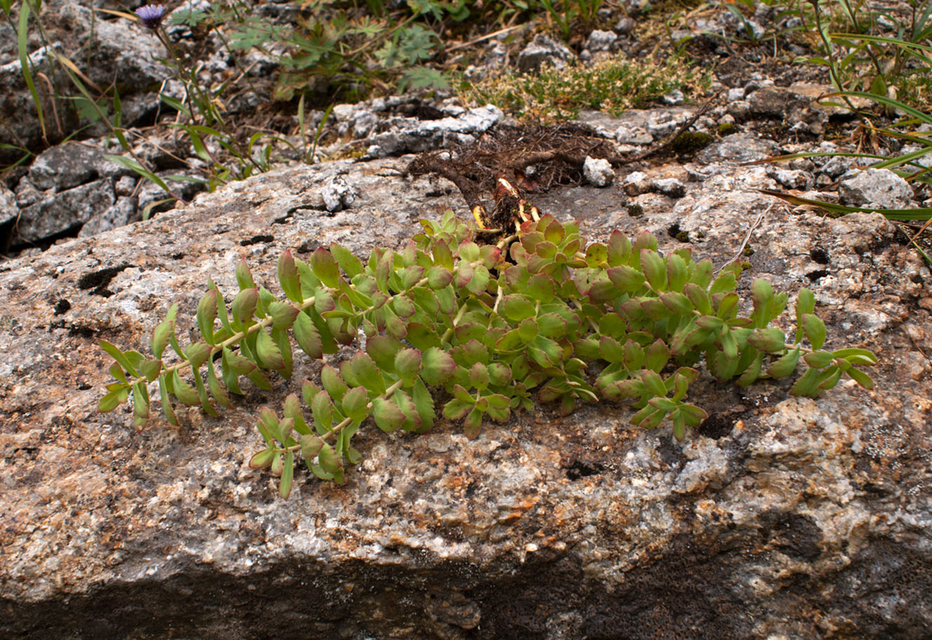 Image of Rhodiola rosea specimen.