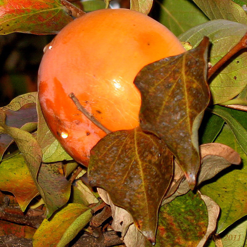 Image of Diospyros kaki specimen.