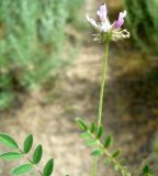 Astragalus filicaulis