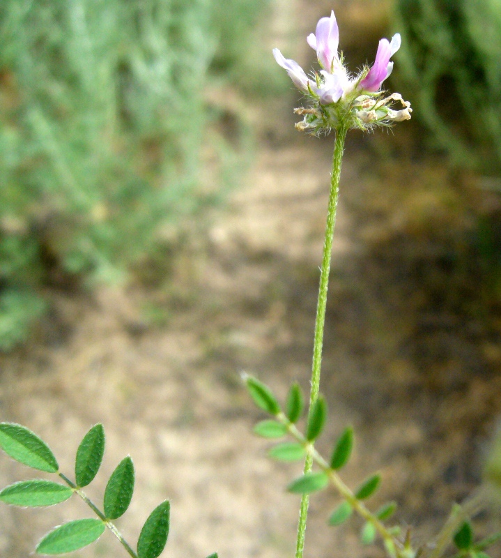 Изображение особи Astragalus filicaulis.