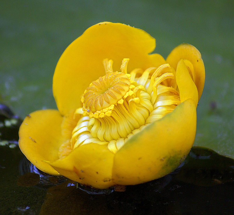 Image of Nuphar lutea specimen.