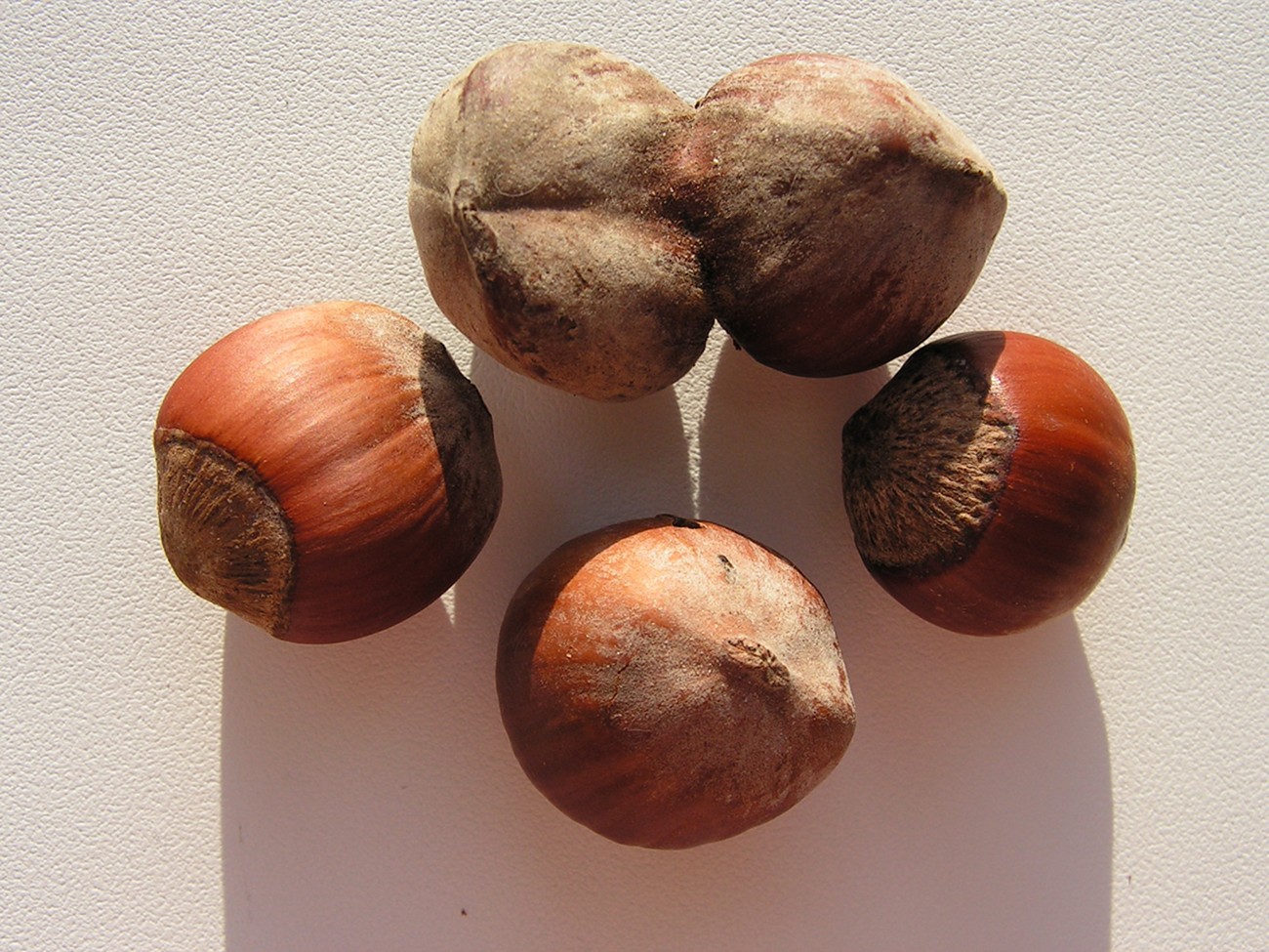 Image of Corylus avellana specimen.