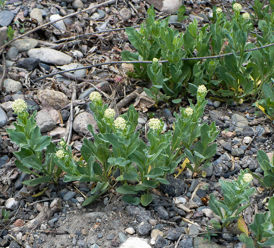 Image of genus Cardaria specimen.