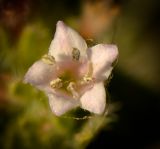 Moltkiopsis ciliata