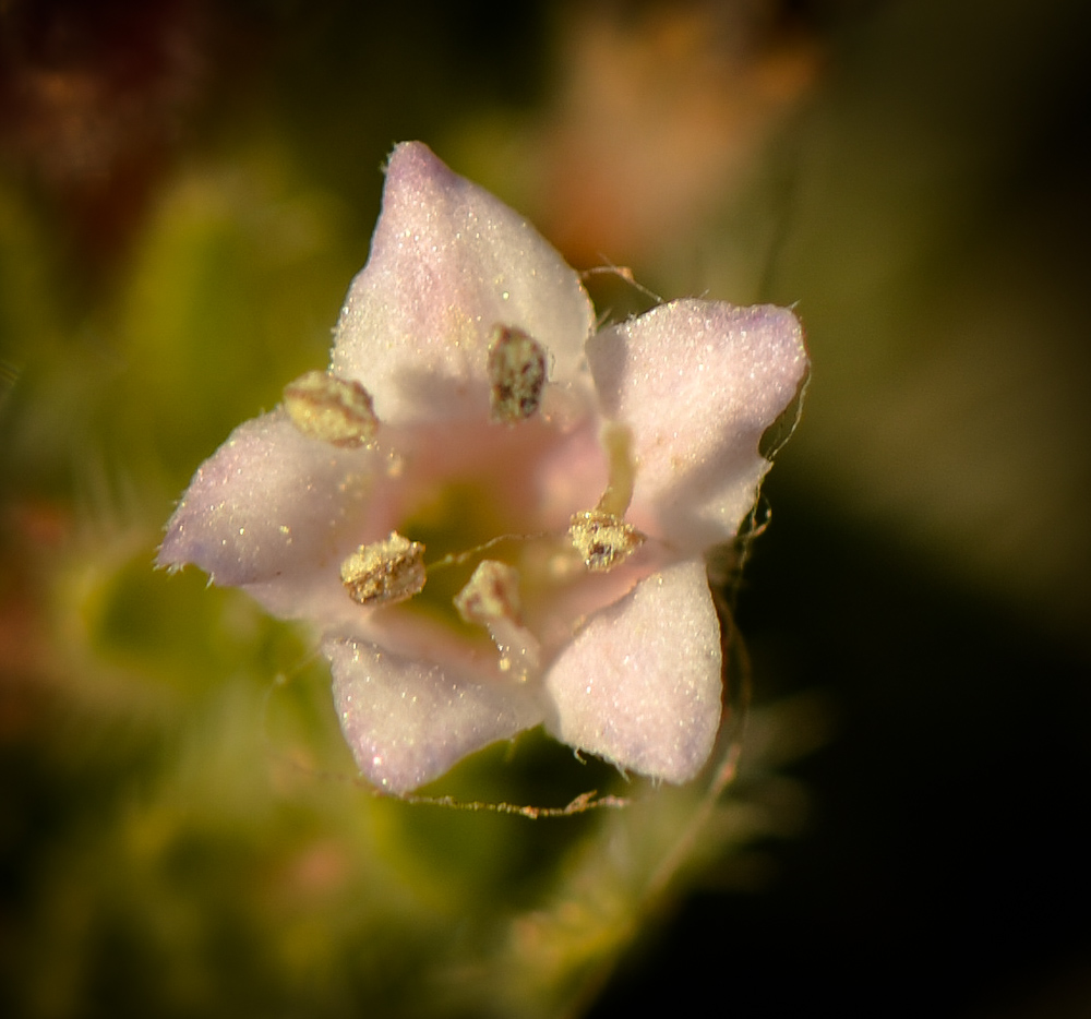 Изображение особи Moltkiopsis ciliata.