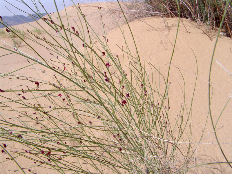 Image of Eremosparton aphyllum specimen.