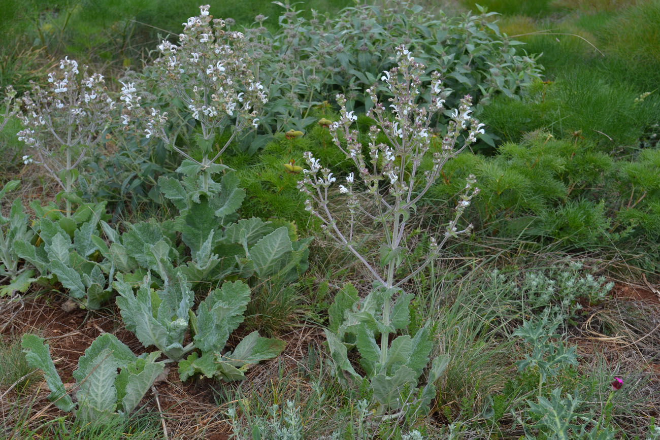 Изображение особи Salvia aethiopis.