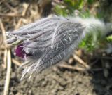 Pulsatilla vulgaris