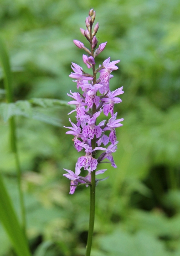 Image of Dactylorhiza fuchsii specimen.