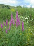 Lythrum salicaria