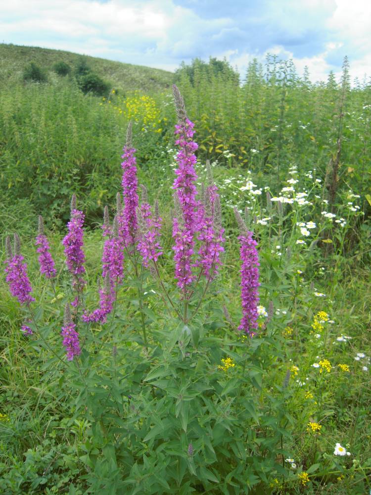 Image of Lythrum salicaria specimen.