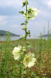 Alcea rugosa. Цветки. Крым, предгорья, Партизанское вдхр., пойма р. Альма. 28 июля 2013 г.