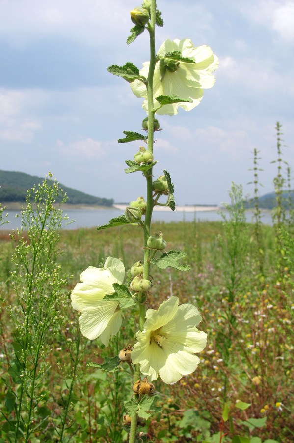 Изображение особи Alcea rugosa.