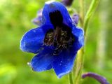 Delphinium elatum