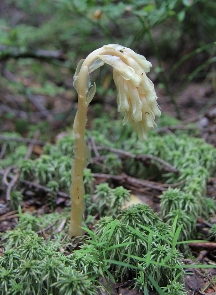 Изображение особи Hypopitys monotropa.