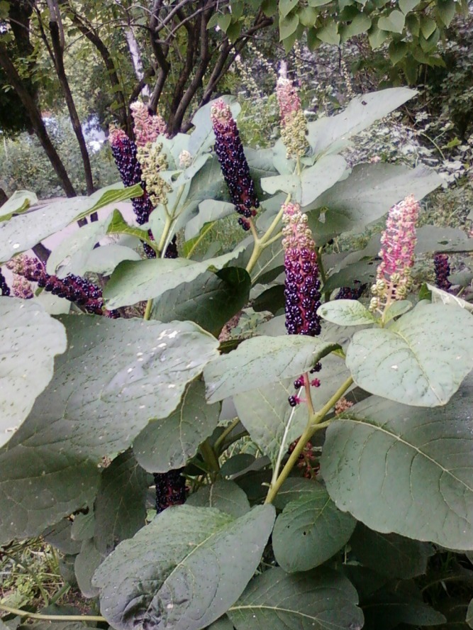 Image of Phytolacca acinosa specimen.