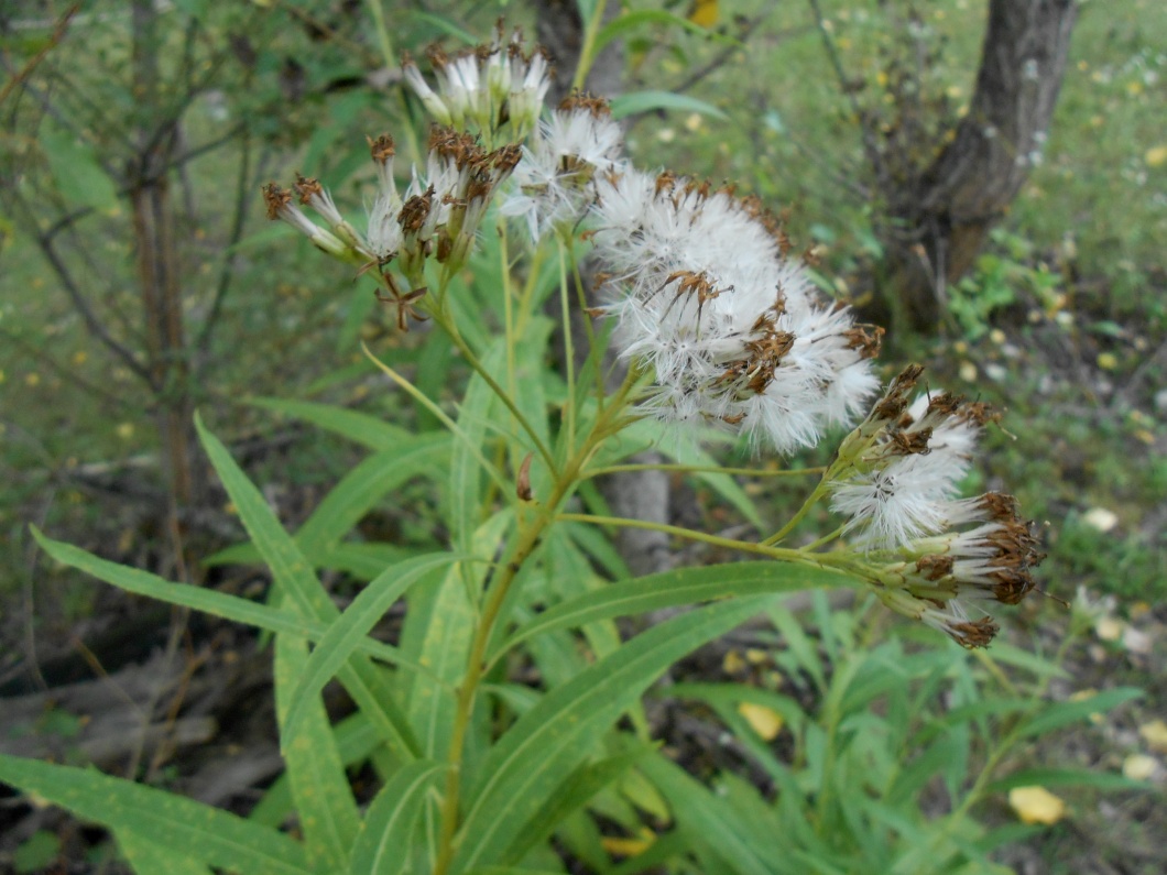 Image of Pojarkovia pojarkovae specimen.