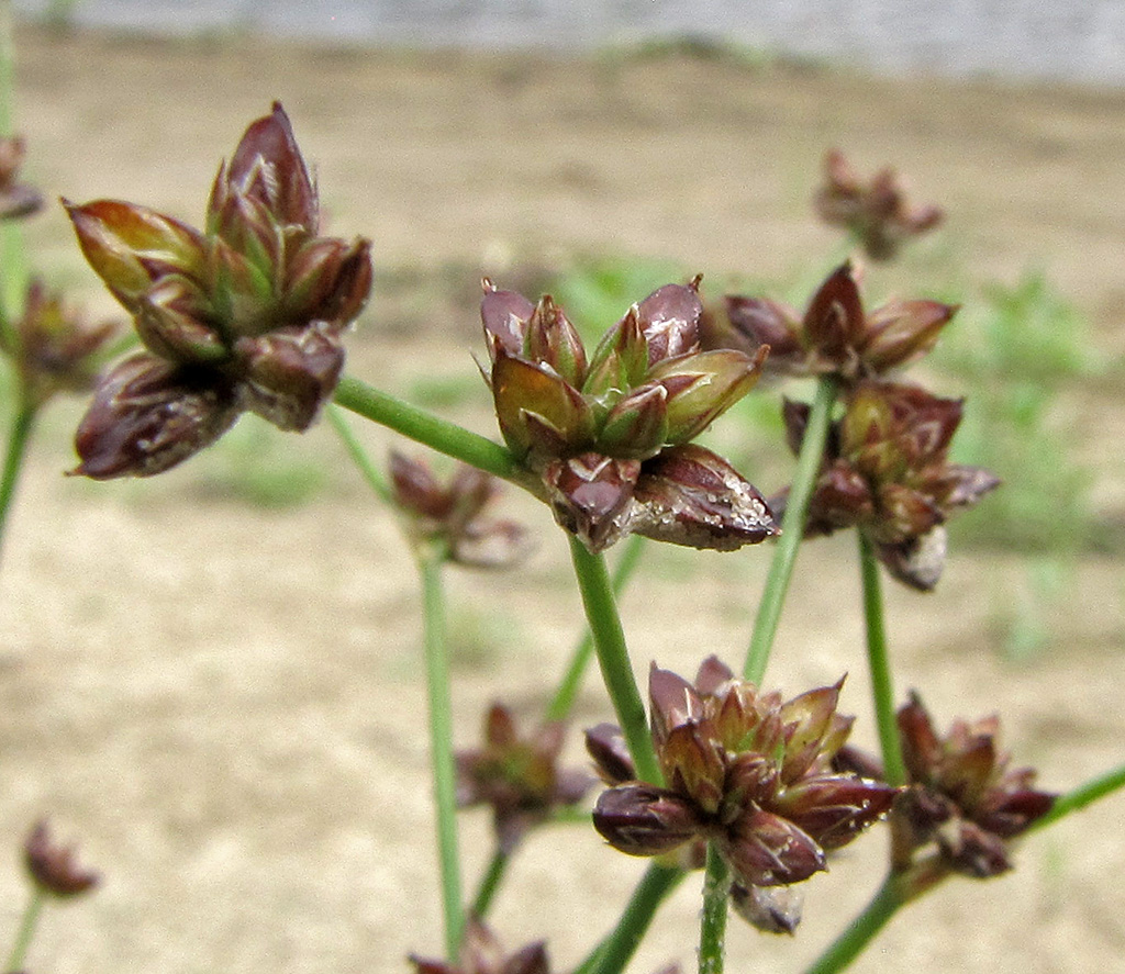 Image of Juncus articulatus specimen.