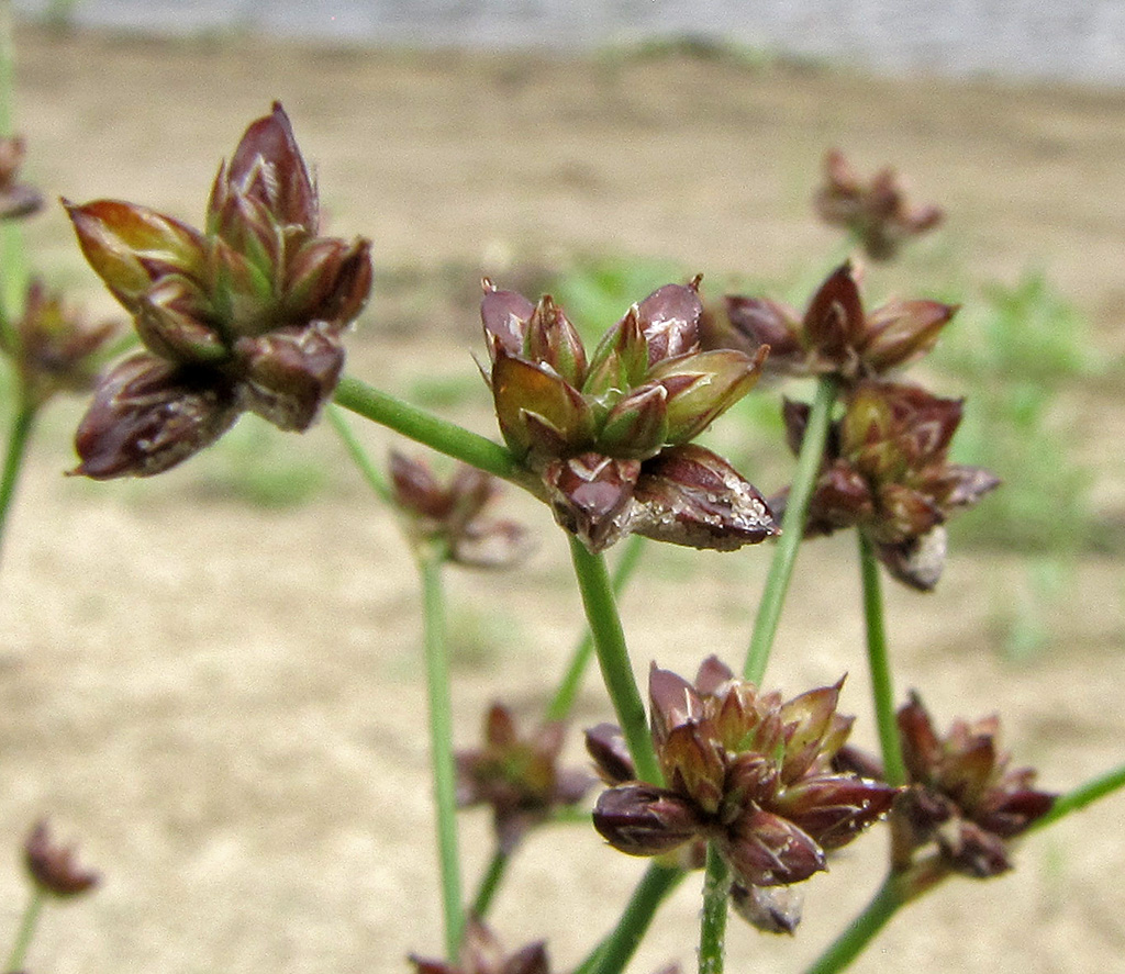 Изображение особи Juncus articulatus.