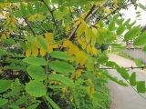 Robinia pseudoacacia. Часть ветви. Владивосток, Академгородок. 8 июля 2012 г.