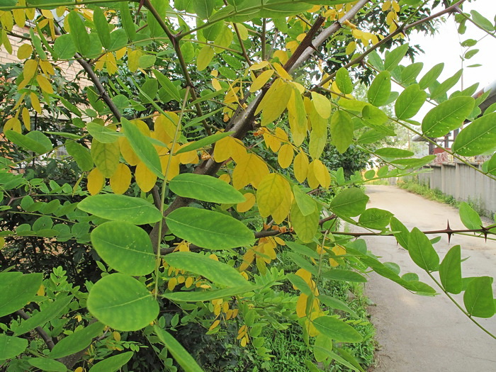 Изображение особи Robinia pseudoacacia.