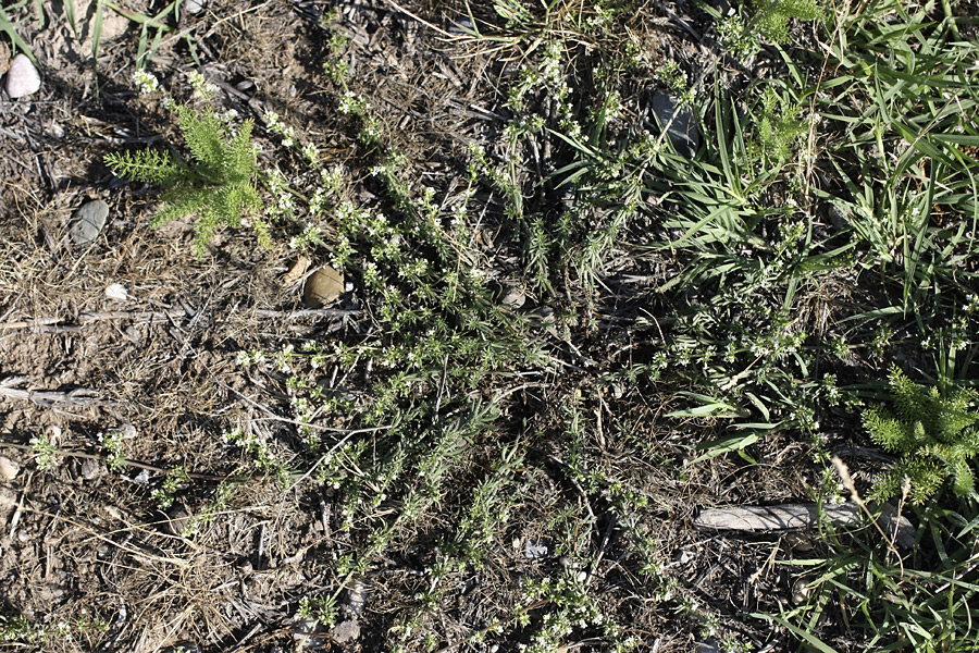 Image of Galium humifusum specimen.