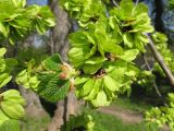 Ulmus glabra