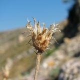 Centaurea × comperiana. Раскрывшееся соплодие. Крым, окр. Балаклавы, каменистые обнажения. 30.09.2012.