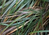 Miscanthus sinensis. Листья и полёгшие стебли с соцветиями. Германия, г. Кемпен, в парке. 26.10.2012.