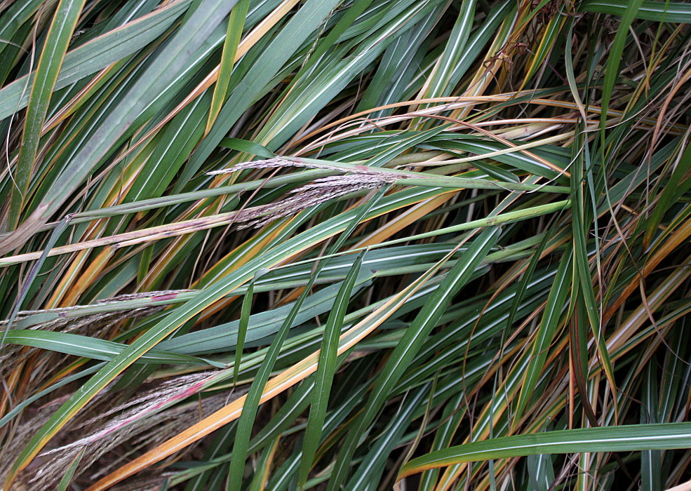 Изображение особи Miscanthus sinensis.
