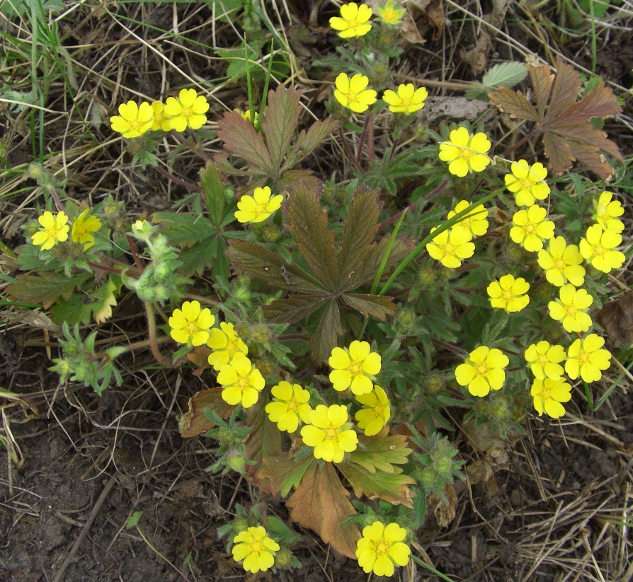 Изображение особи Potentilla heptaphylla.