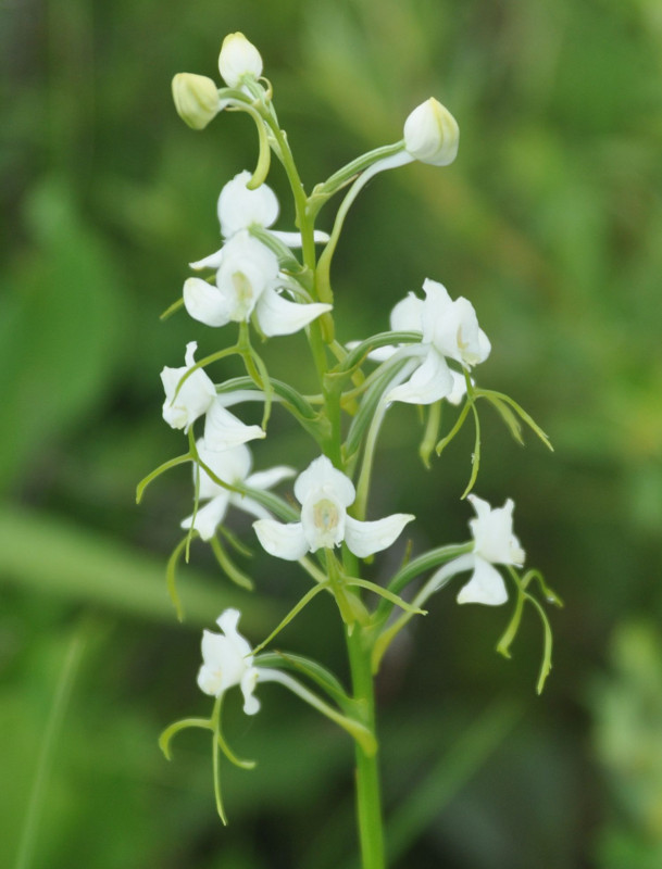 Image of Habenaria linearifolia specimen.