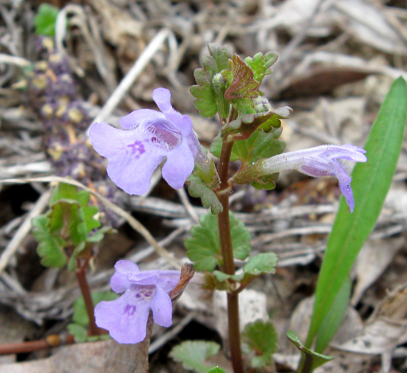 Изображение особи Glechoma hederacea.