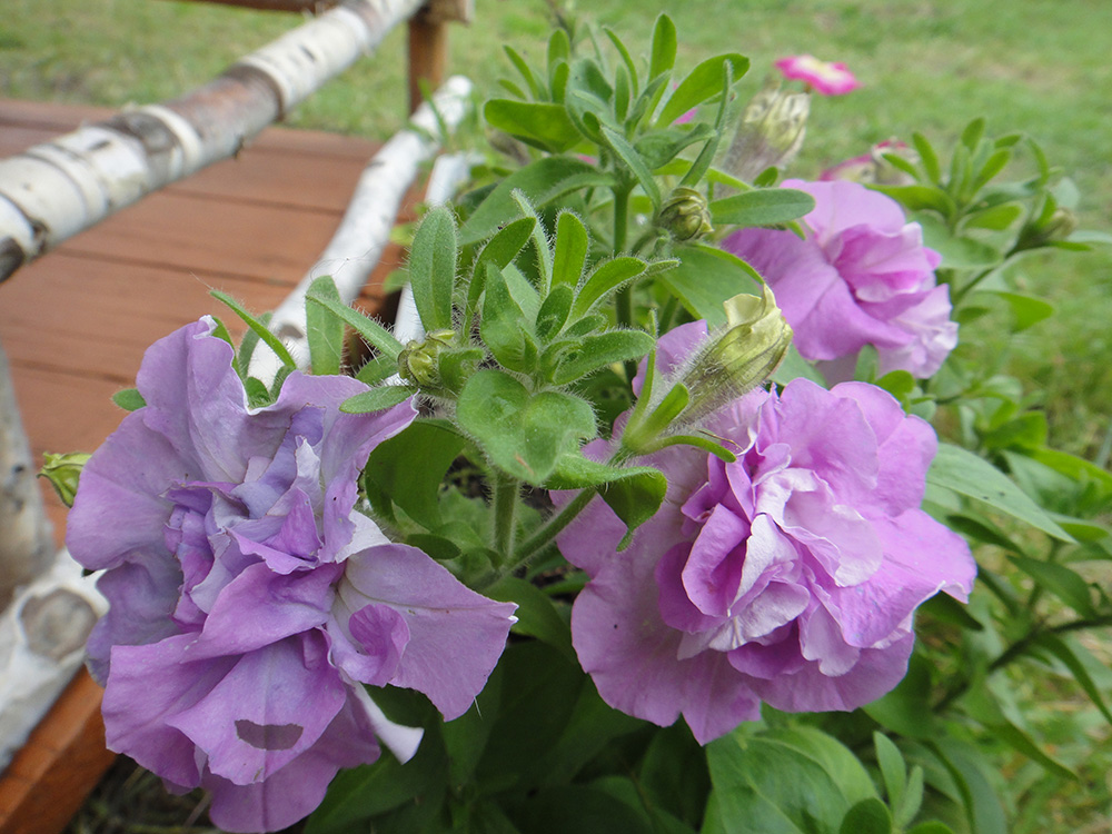 Image of Petunia × atkinsiana specimen.