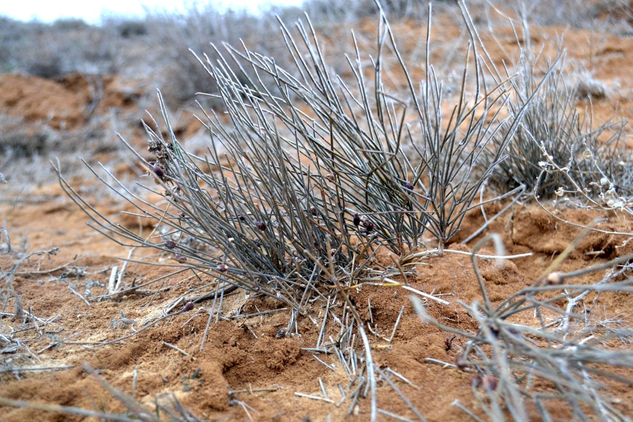 Изображение особи Ephedra distachya.