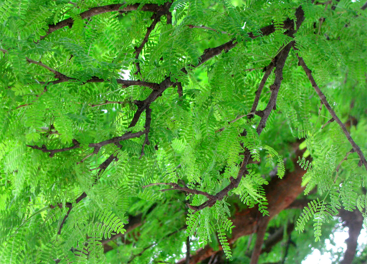 Image of Vachellia farnesiana specimen.