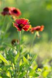 Gaillardia × grandiflora. Верхушки побегов с распустившимся и нераспустившимися соцветиями. Ростовская обл., Аксайский р-н, окр. хут. Александровка, заброшенный сад. 08.06.2012.