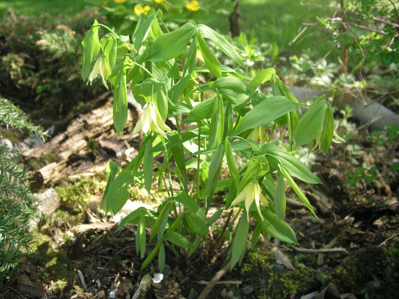 Изображение особи Uvularia perfoliata.