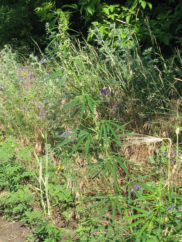 Image of Cannabis sativa var. spontanea specimen.