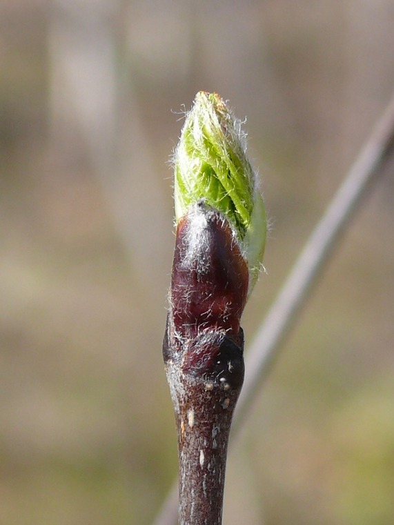 Image of Sorbus aucuparia ssp. glabrata specimen.