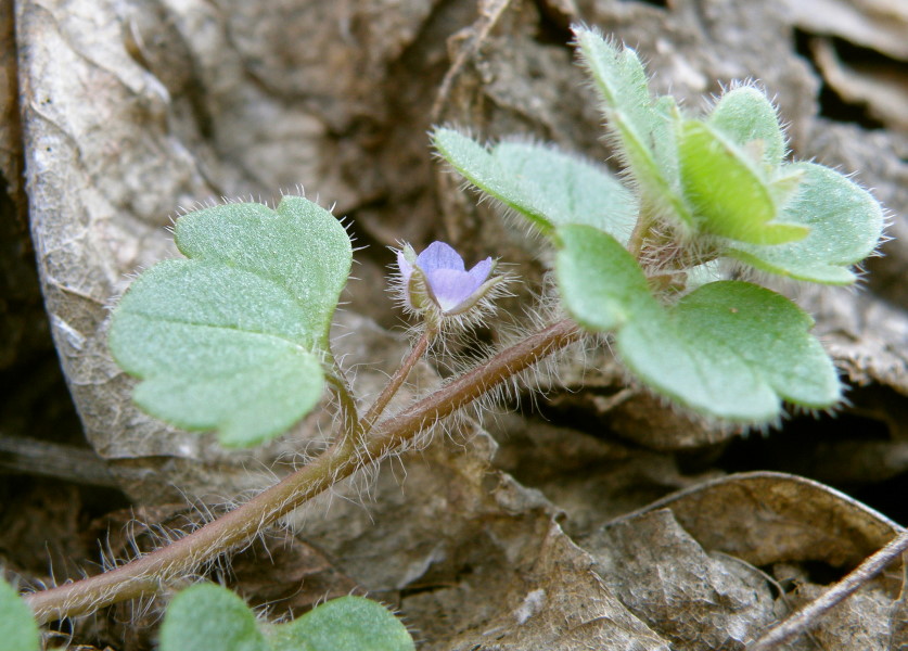 Image of Veronica triloba specimen.