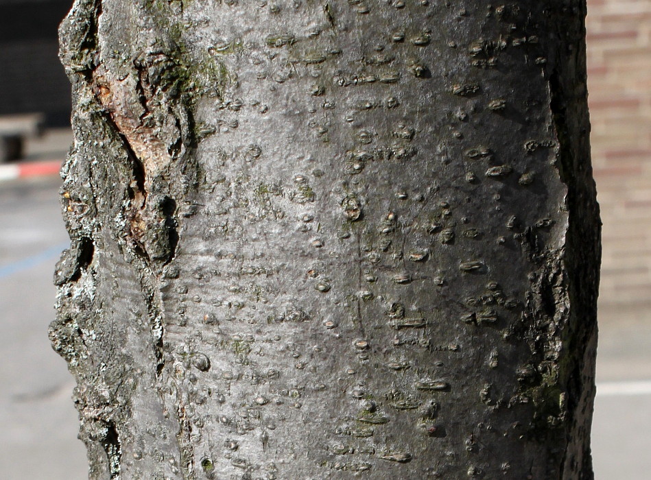 Image of Gleditsia triacanthos specimen.