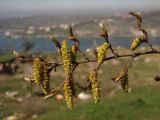 Carpinus orientalis. Ветвь с мужскими соцветиями. Крым, Севастополь, Троицкая балка. 5 апреля 2012 г.