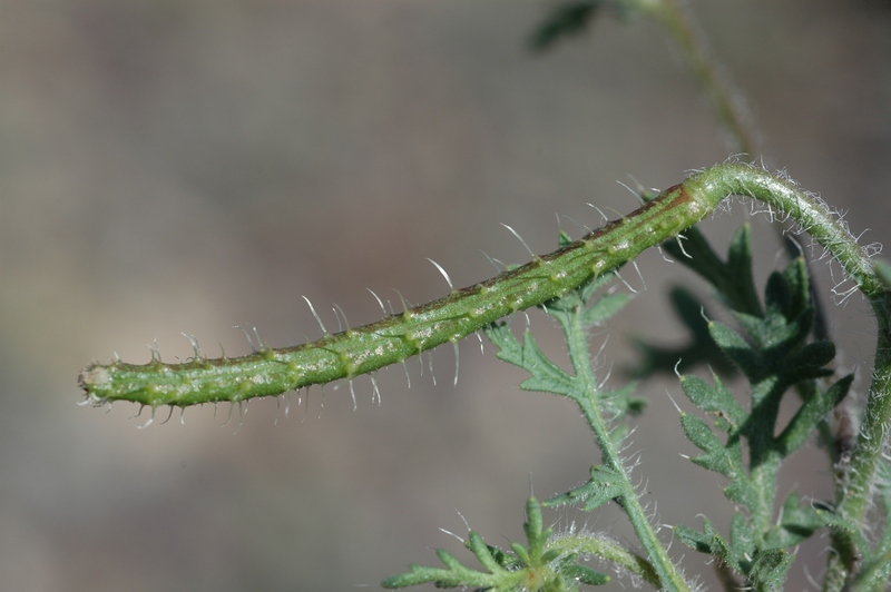 Image of Roemeria hybrida specimen.