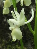 Orchis provincialis. Цветок. Крым, окр. Ялты, пос. Голубой Залив, дубово-грабинниковый лес. 30 апреля 2013 г.