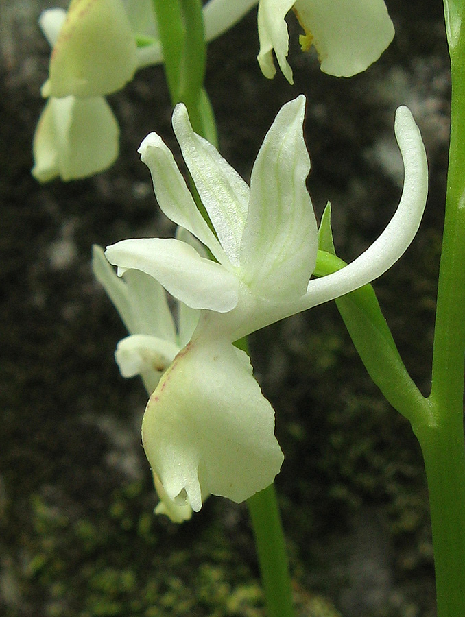 Image of Orchis provincialis specimen.